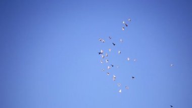 Kuş sinek üzerinde gökyüzü