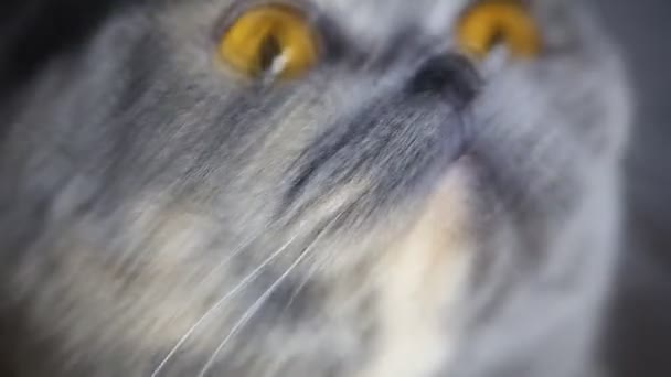 Krásná tlustá kočka makro — Stock video