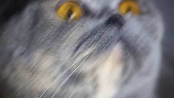 Beautiful fat cat macro — Stock Video