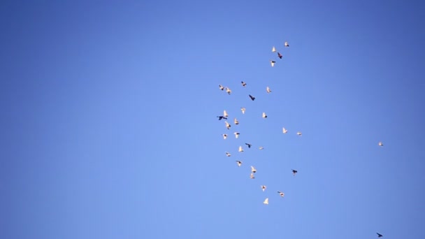 Fågeln flyga över himlen — Stockvideo