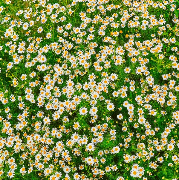 Bir çayırda papatyalar