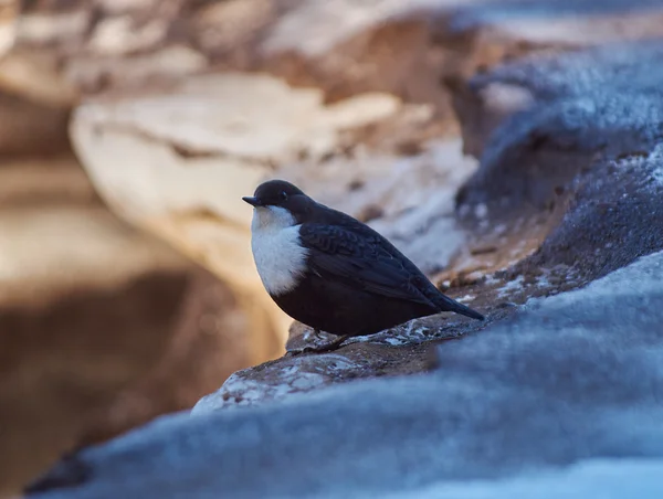 Petit oiseau unique assis sur la falaise glacée — Photo