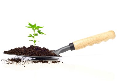 Growing tree on a trowel clipart