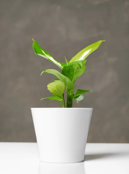 화분에 있는 식물 — 스톡 사진