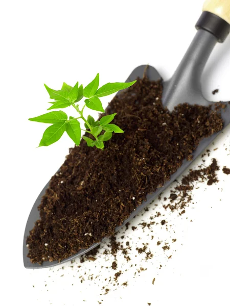 Growing tree on a trowel — Stock Photo, Image