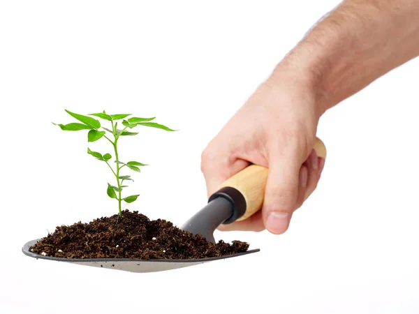 Árbol en crecimiento sobre blanco — Foto de Stock