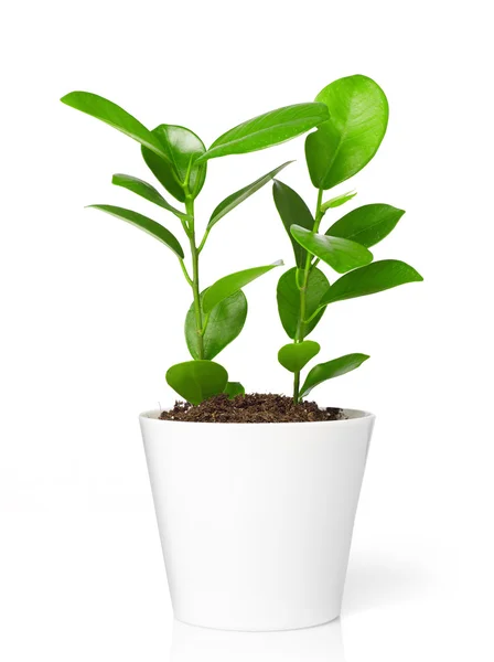 Plant in pot — Stockfoto