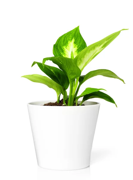 Plant in pot — Stock Photo, Image