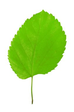 Yaprak beyazda izole
