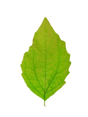Green leaf on white clipart