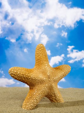 Deniz yıldızı güneş