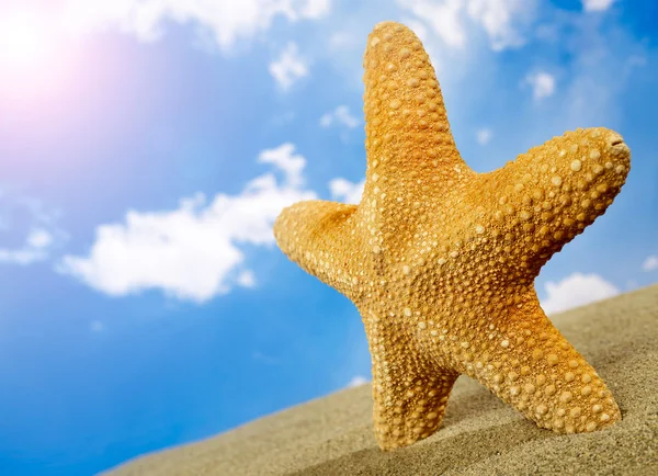 Estrella de mar en el sol — Foto de Stock