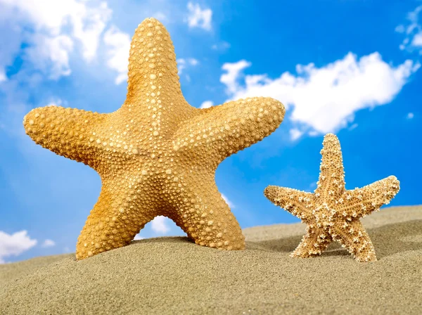 Starfish ouder en kind van de zeester — Stockfoto