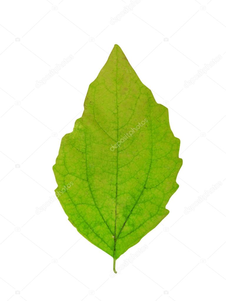 Green leaf on white