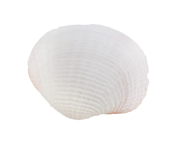 Concha de mar sobre blanco —  Fotos de Stock