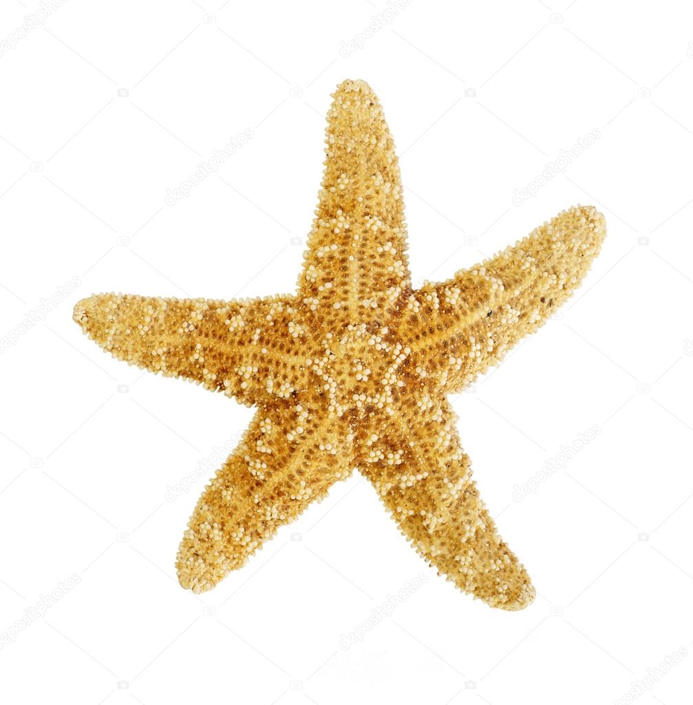 Starfish on white