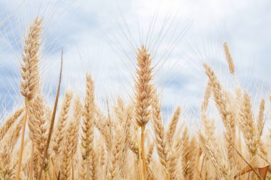 Ripe wheat and sky clipart