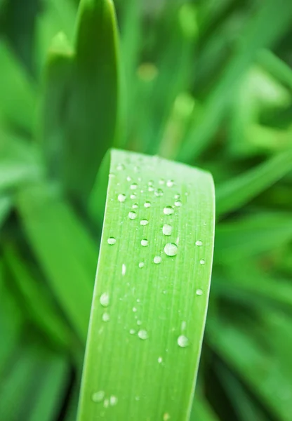 Gotas de lluvia en la hoja — Foto de Stock