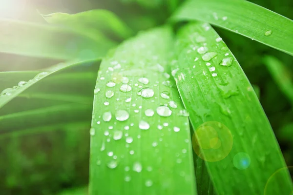 Raindrops on leafs — Stock Photo, Image