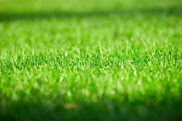 Fresh green grass — Stock Photo, Image