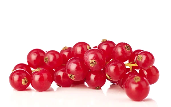 Cranberries on white — Stock Photo, Image
