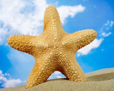 Deniz yıldızı Plajı