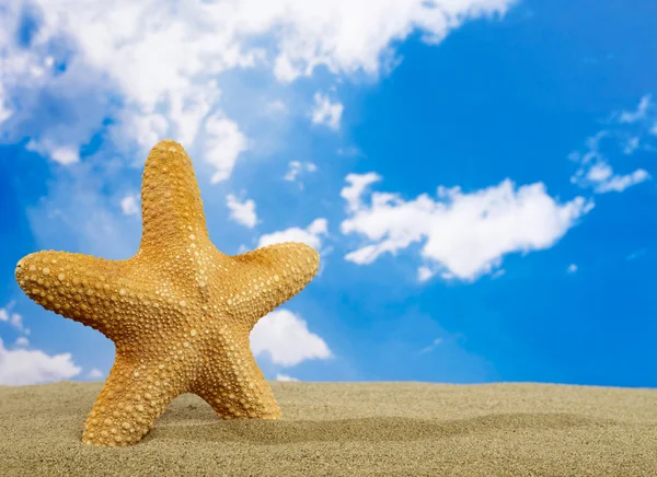 Estrella de mar en el sol — Foto de Stock