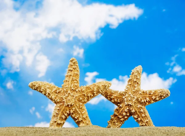 Couple d'étoiles de mer sur la plage — Photo