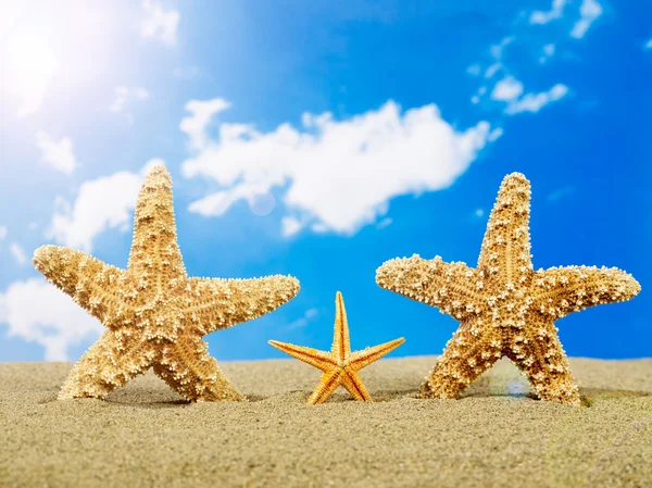 Famille des étoiles de mer sur la plage — Photo