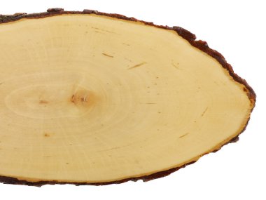 Beyaz ağaç bölümü