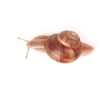 Yukarıdaki salyangoz
