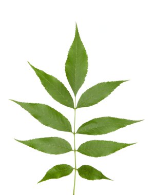 Şube beyaz yapraklar