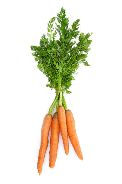 Fresh carrots on white
