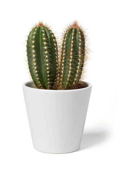 Planta Cactus Maceta Blanca —  Fotos de Stock