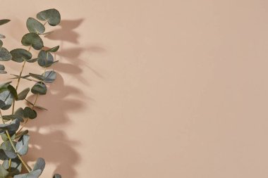 Bej arkaplanda bitki dalı gölgesi