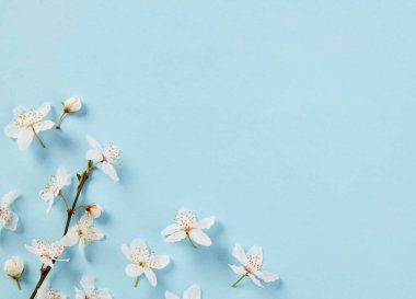 Mavi arka planda kiraz çiçekleri