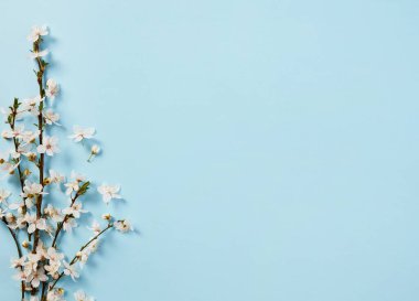 Mavi arka planda kiraz çiçekleri