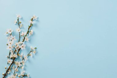 Mavi arka planda kiraz çiçekleri