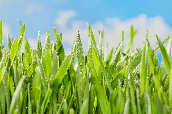 Grens Met Nat Groen Gras — Stockfoto