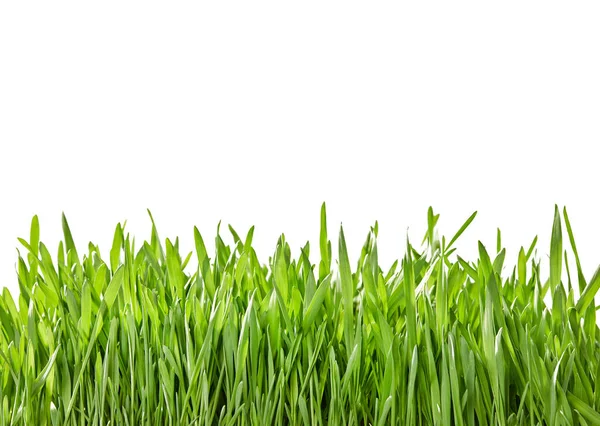Fris Groen Gras Rand Witte Achtergrond — Stockfoto