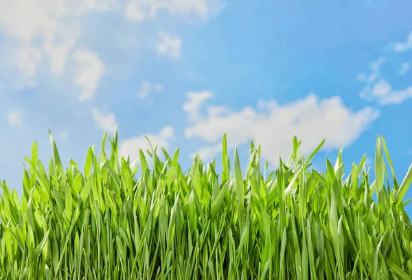 Gras Rand Met Lucht Achtergrond — Stockfoto