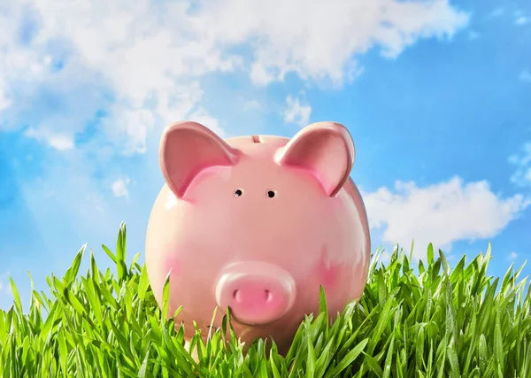 Piggy Bank Het Gras — Stockfoto