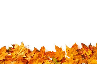 Beyaz arkaplanda kuru yapraklar, yukarıdan görünüm