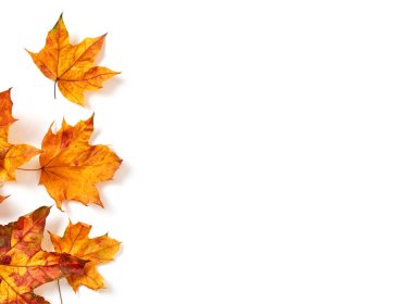 Beyaz arkaplanda kuru yapraklar, yukarıdan görünüm