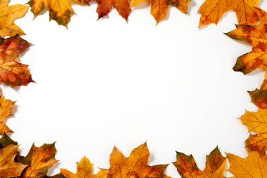 Beyaz arkaplanda kuru yapraklar, yukarıdan görünüm