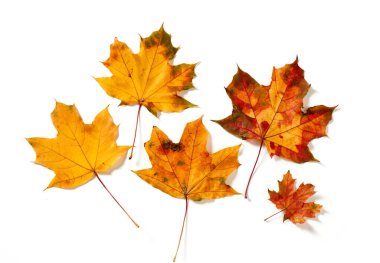 Beyaz arka planda izole edilmiş güzel renkli sonbahar yaprakları koleksiyonu