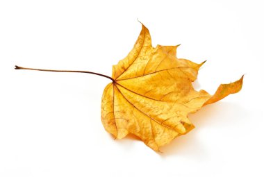 Beyaz arkaplanda sarı kuru yaprak