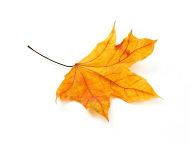 Beyaz arkaplanda sarı kuru yaprak