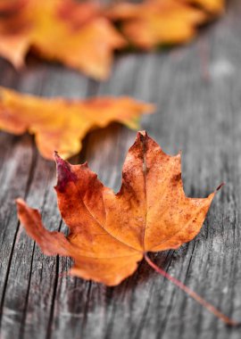 Ahşap zeminde sonbahar yaprağı, yukarıdan manzara