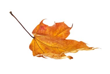 Beyaz arkaplanda sarı kuru yaprak